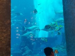 -迪拜帆船酒店海底餐厅