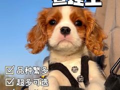 -萌宠之家·腊肠犬·马尔泰·小体犬舍
