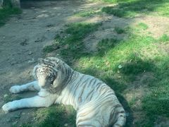 -北京野生动物园