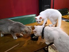 -猫色咖啡·猫咖