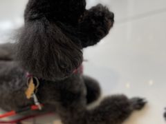 -北京恒爱动物医院(清景园分院)