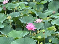 -莲池书院博物馆
