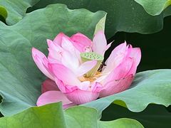 -陈家山荷花公园