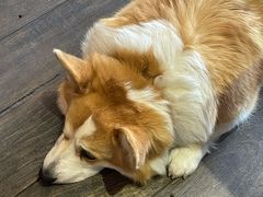 -肥朵食堂(带梦胡同店)