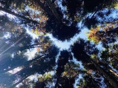 -武陵山森林公园