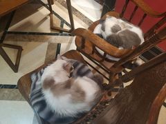 -猫色咖啡·猫咖