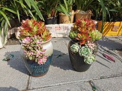 -溪岸路花鸟市场
