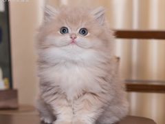 -小猫来了·猫舍(红山六九七九店)