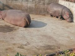 -合肥野生动物园