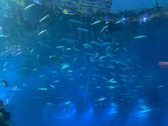 -海棠湾洲际-涛·海底餐厅·美人鱼·自助餐·海底隧道