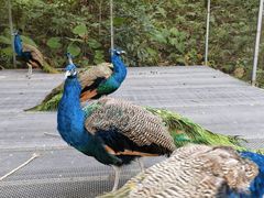 -福建鲤鱼洲酒店