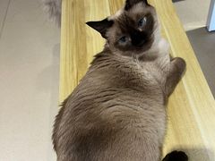 -藏猫猫咖啡主题馆(中央大道店)