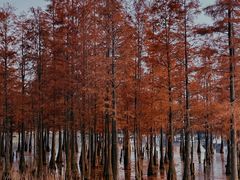 -白鹭湾湿地公园