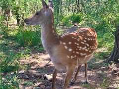 -大连森林动物园