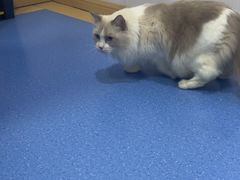 -天使宠物医院·犬猫分诊(彩虹店)