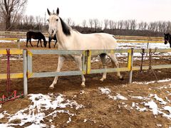 -月河湾马术俱乐部(朝阳店)