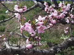 -南汇水蜜桃采摘(大团店)