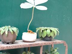 -深圳仙湖植物园