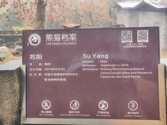 -都江堰中华大熊猫苑