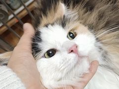 -翊宠yipet猫狗购宠庄园犬舍•猫舍