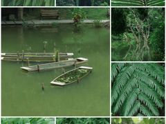-深圳仙湖植物园