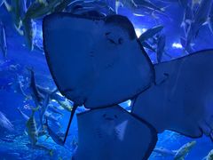 -成都浩海立方海洋公园