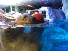 -芜湖新华联大白鲸海洋公园