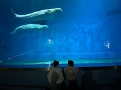 -芜湖新华联大白鲸海洋公园