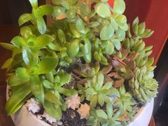 -新雅粤菜馆(南京东路店)