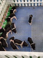 -萌宠亲子动物乐园(槐房万达店)