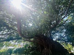 -宋井风景区