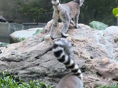 -熊猫自助餐厅.萌趣城堡(长隆熊猫酒店)