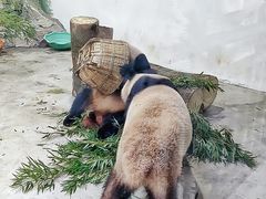 -杭州动物园