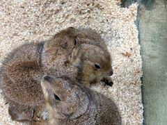 -上海大自然野生昆虫馆(东方明珠·爬宠昆虫探索中心)