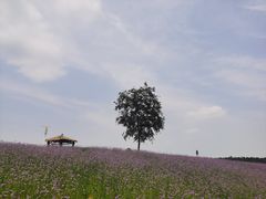 -大塘金香草谷
