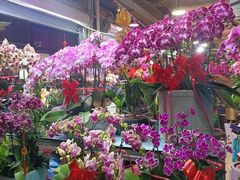-朝来春花卉市场