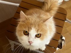 -唐小姐の私宠·宠物洗护美容·撸猫馆·购宠(周浦万达旗舰店)