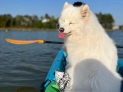 -凯瑞希宠物医院·狂犬免疫·微创·皮肤科