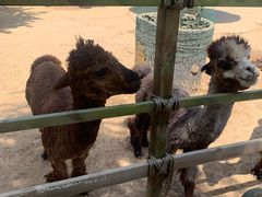 -辛玛王国游乐园