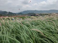 -光明小镇欢乐田园