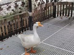 -优之名鹅城