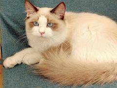 -猫十亿·布偶金渐层·曼基康矮脚猫舍(青年路店)