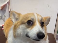 -宠物家(角门东店)