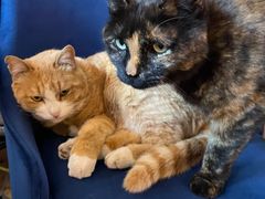 -Sirena海妖日咖夜酒