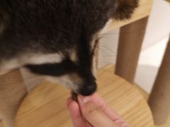 -浣熊柯尔鸭土拨鼠·电玩咖
