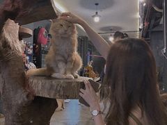 -more than meow吴止猫主题餐厅(承德 中船汇店)