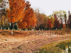 -大兴滨河森林公园