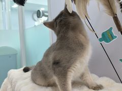 -爱洗澡的猫(望京店)