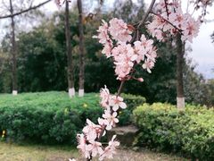 -铁山坪森林公园