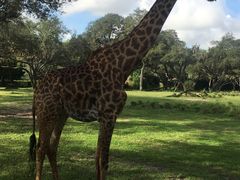 -奥兰多迪士尼动物王国乐园